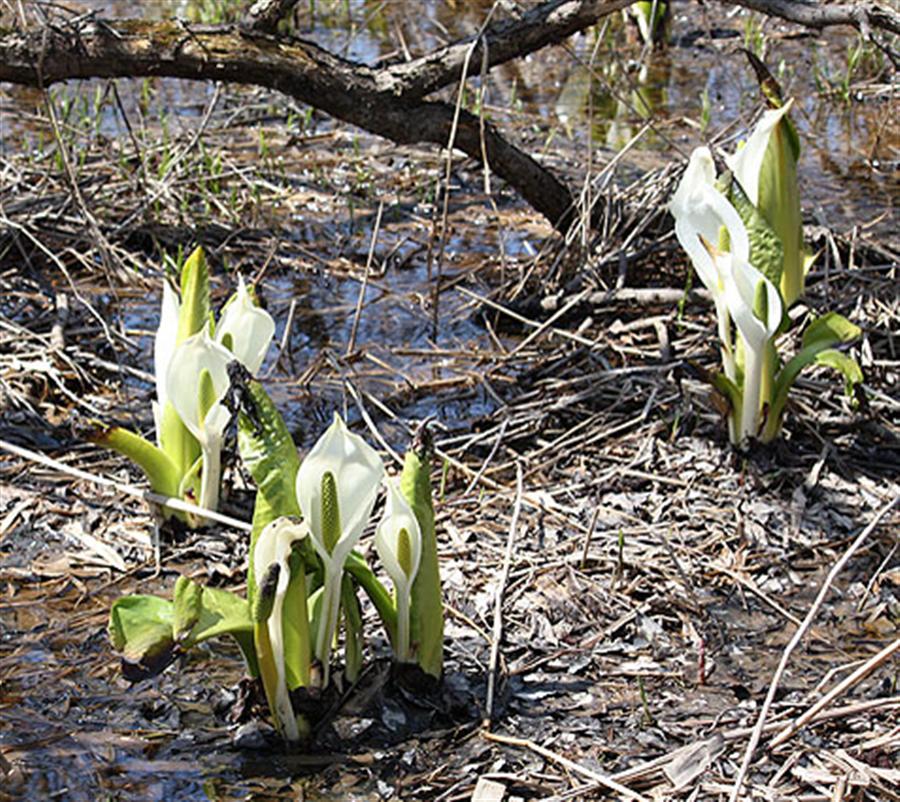 マクンベツ湿原