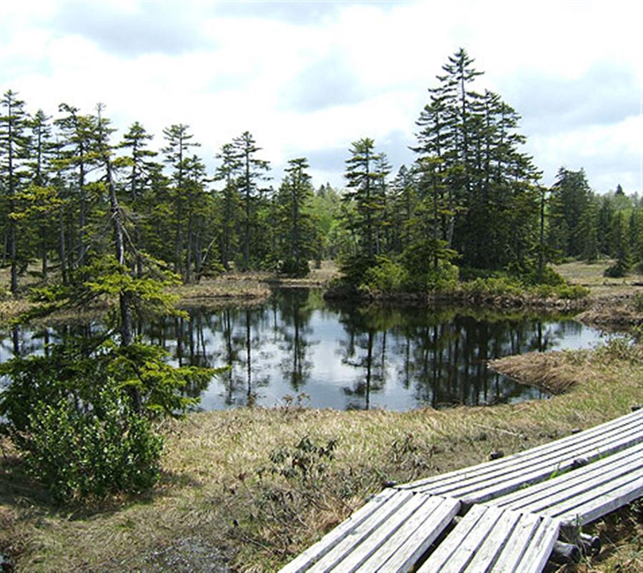 層雲峡 浮島湿原