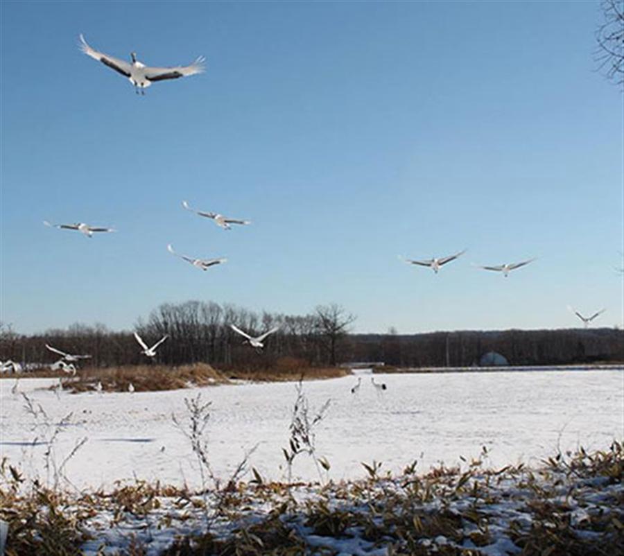 釧路湿原 鶴見台