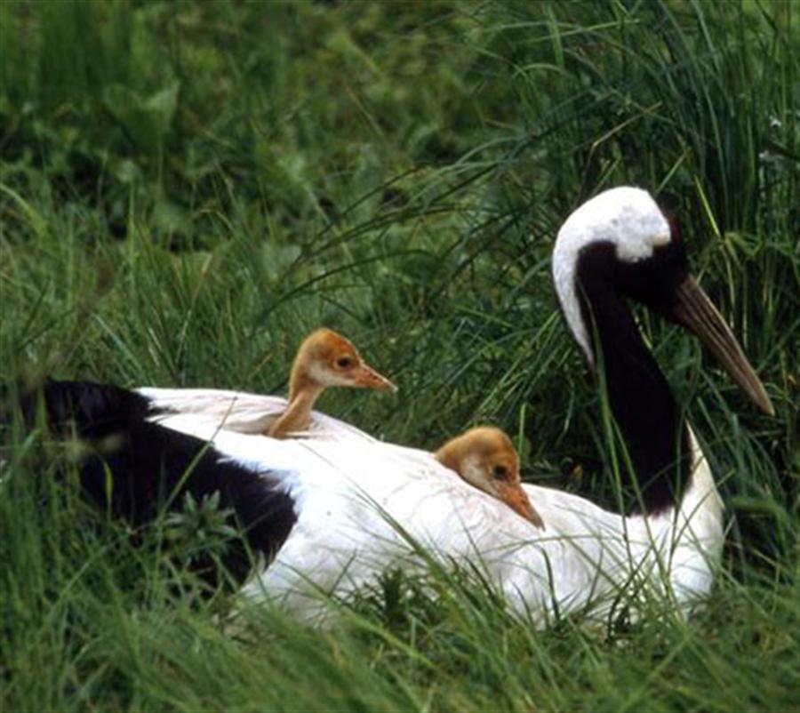 釧路湿原 釧路市丹頂鶴自然公園