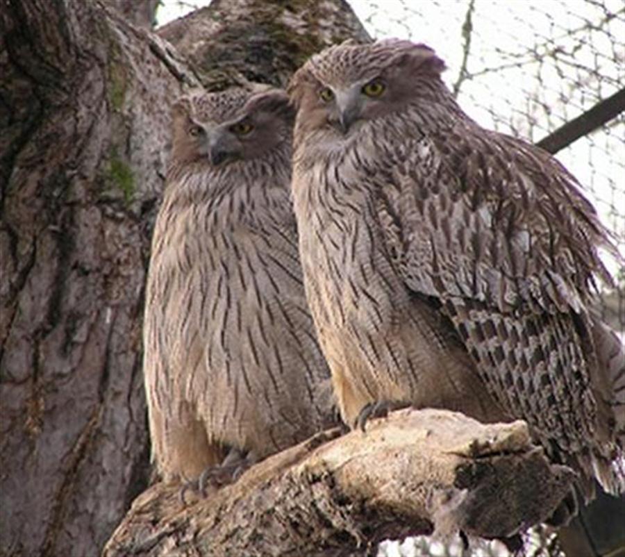 釧路市動物園 シマフクロウ