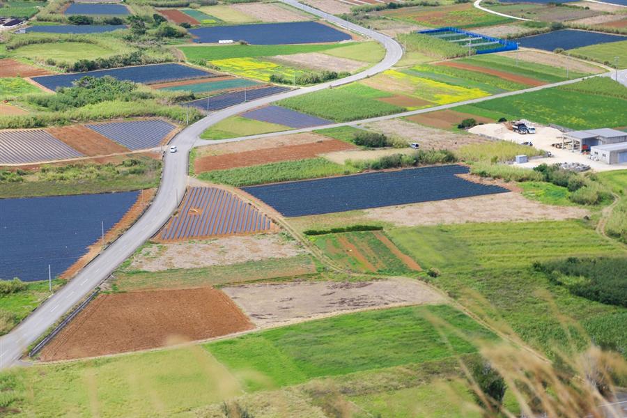 伊江島タッチューから見たパッチワーク畑