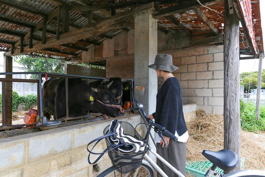ブランド牛「伊江牛」の牛舎