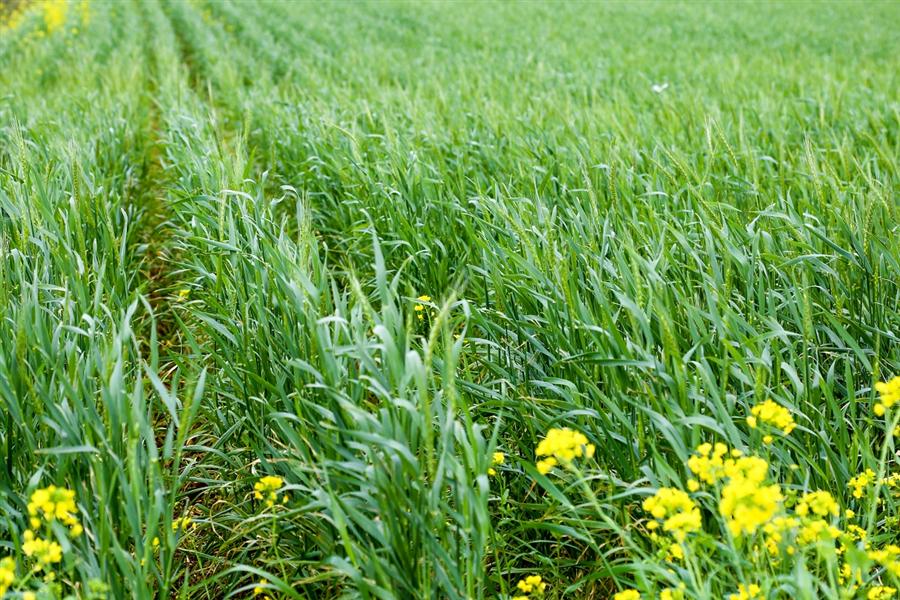 伊江島の在来小麦「江島神力（えじまじんりき）」