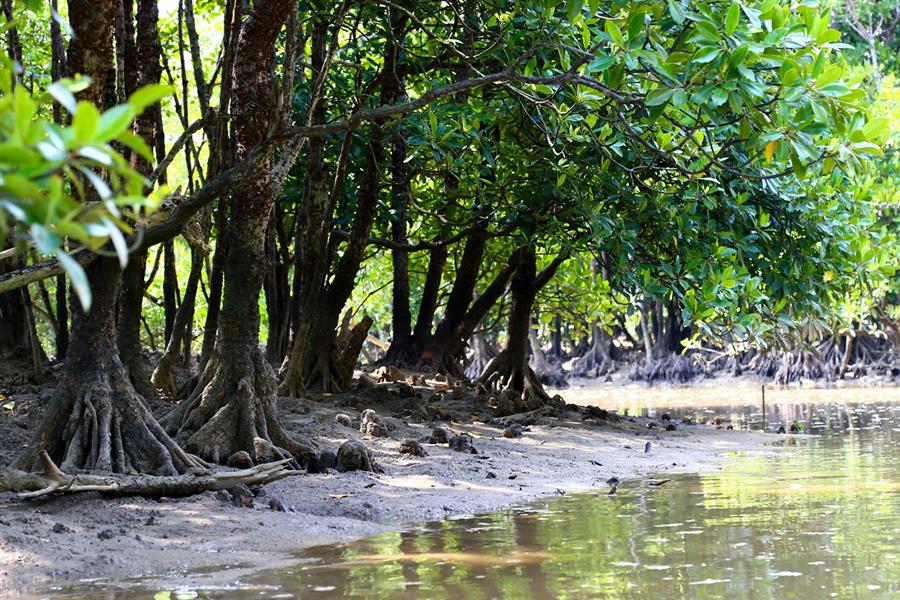 マングローブ林