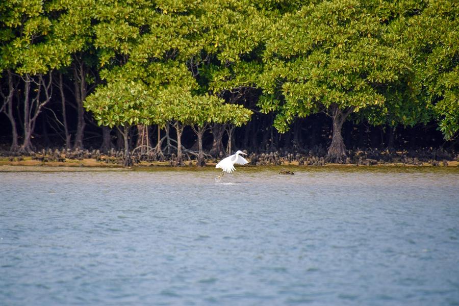 マングローブ林のシラサギ