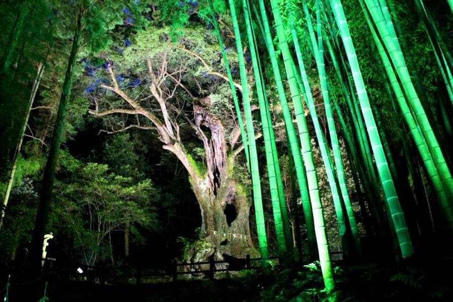 樹齢3000年「武雄の大楠」と竹林のライトアップ 樹齢3000年「武雄の大楠」と竹林のライトアップ