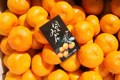 ハウスみかん