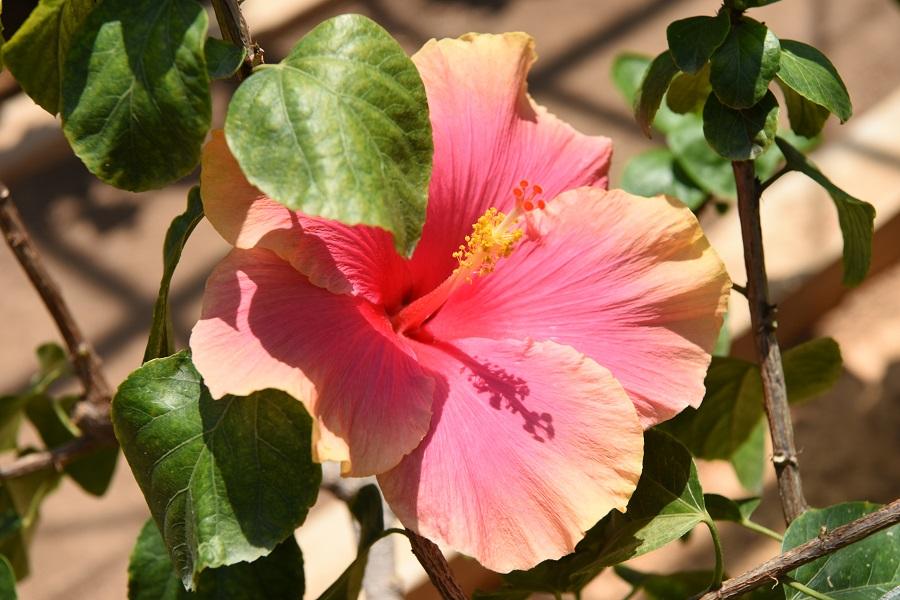 伊江島 ハイビスカス園 1000種類以上のハイビスカスが咲く植物園 たびらい 伊江島 ハイビスカス園 1000種類以上のハイビスカスが咲く植物園 たびらい