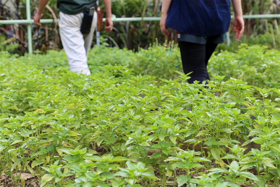 のびのびと育てられた野菜たち