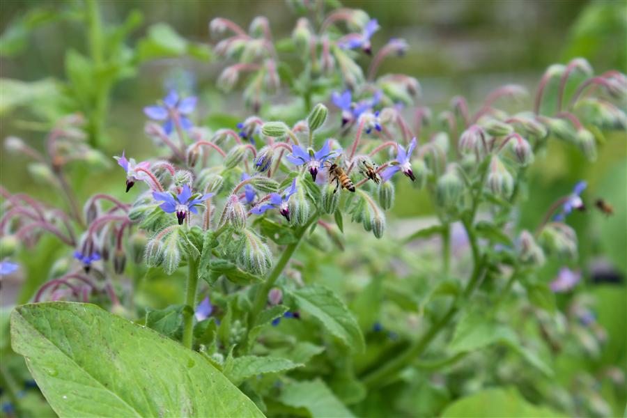 小さな紫色の花