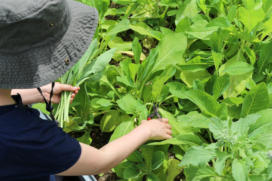 うちなーぐちで「ンジャナ」と呼ばれるニガナ