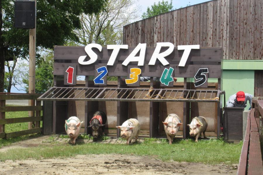 動物ワクワクレースで1着と2着を大予想!当たるとちょっと嬉しいプレゼントが 動物ワクワクレースで1着と2着を大予想!当たるとちょっと嬉しいプレゼントが