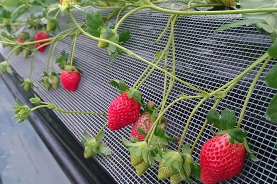 南阿蘇の品種、ひのしずくも食べ放題