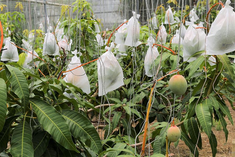 ビニールハウスのマンゴー