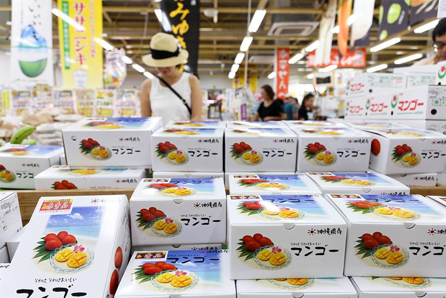 贈答用のマンゴー