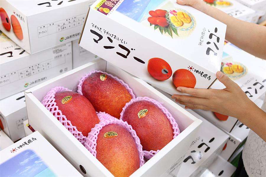 贈答用のマンゴー