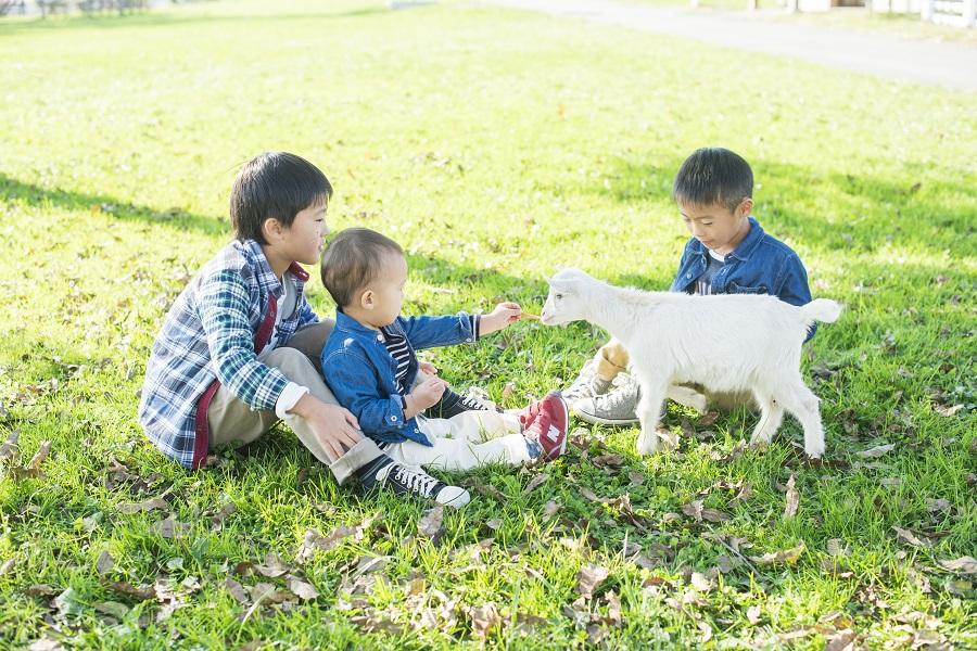 人なつこい小さな動物たちもたくさんいて、足元に駆け寄ってきます
