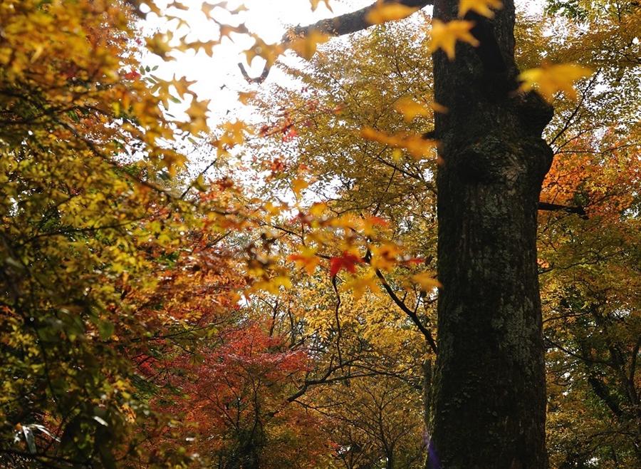 秋には紅葉狩りをする人で賑わいます 秋には紅葉狩りをする人で賑わいます