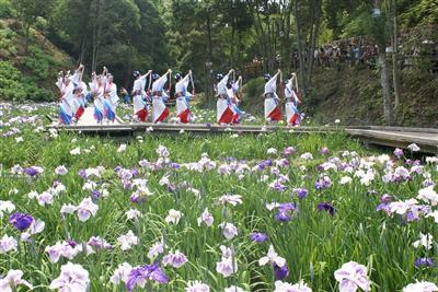 天草花しょうぶ祭り