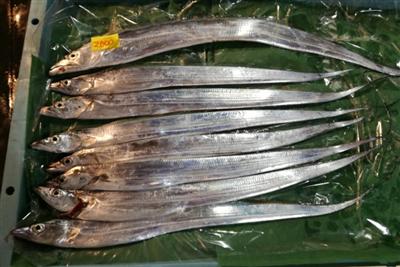 太刀魚
