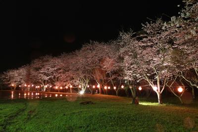 安岐ダム桜まつり