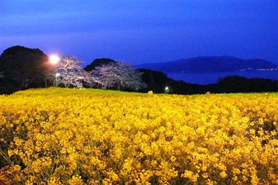 夜桜＆菜の花ライトアップ