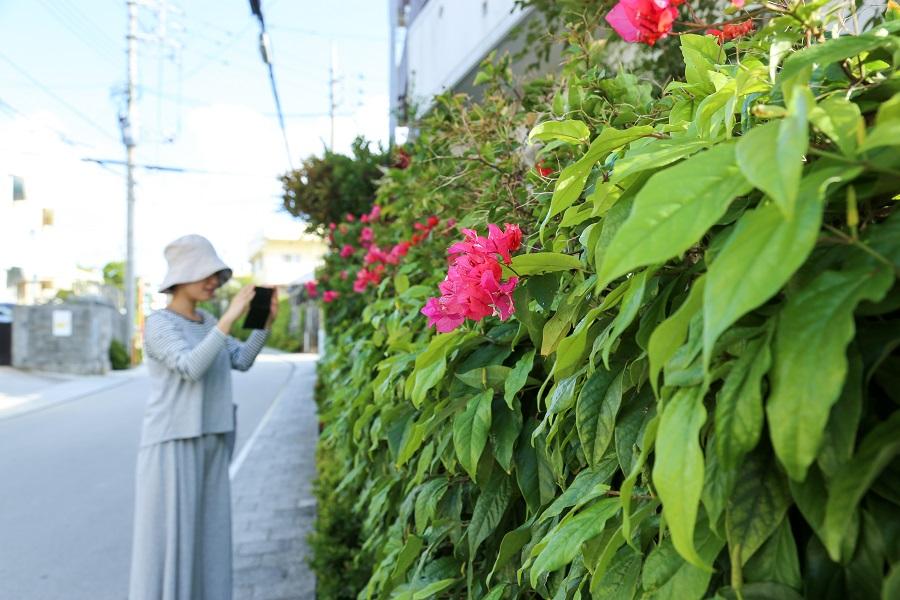 整備された穏やかな街並み