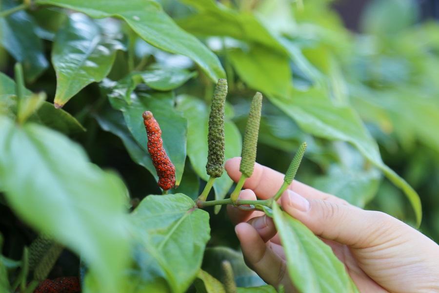 島こしょうの原料「ピパーツ（ヒハツモドキ）」も植えられていました