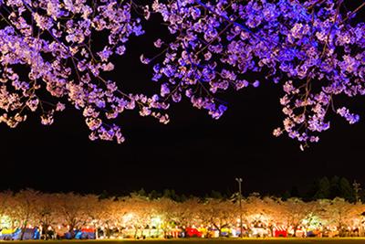 忠元公園桜まつり