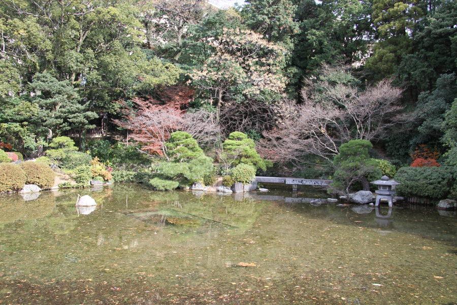 池は池泉廻遊式のため、鯉が泳ぐ様子がわかるほど