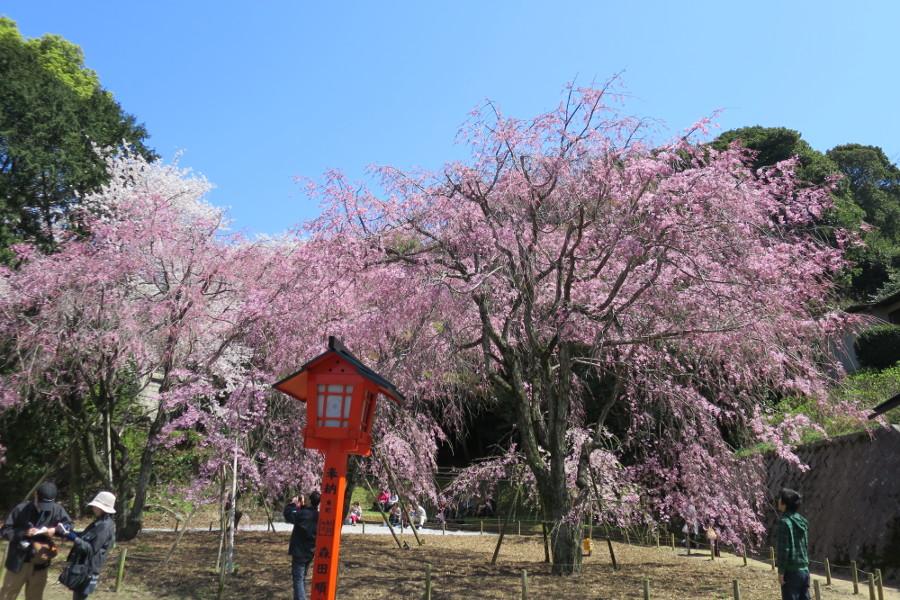 九州でも随一のしだれ桜を見に、多くの桜ファンが訪れます