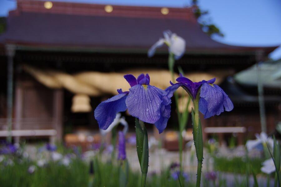 訪れる人の目を楽しませてくれる100種10万株の江戸菖蒲