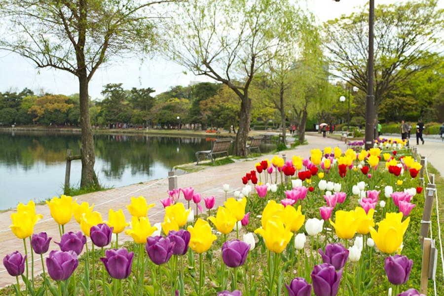 池の周りを季節ごとに咲く花が彩ります
