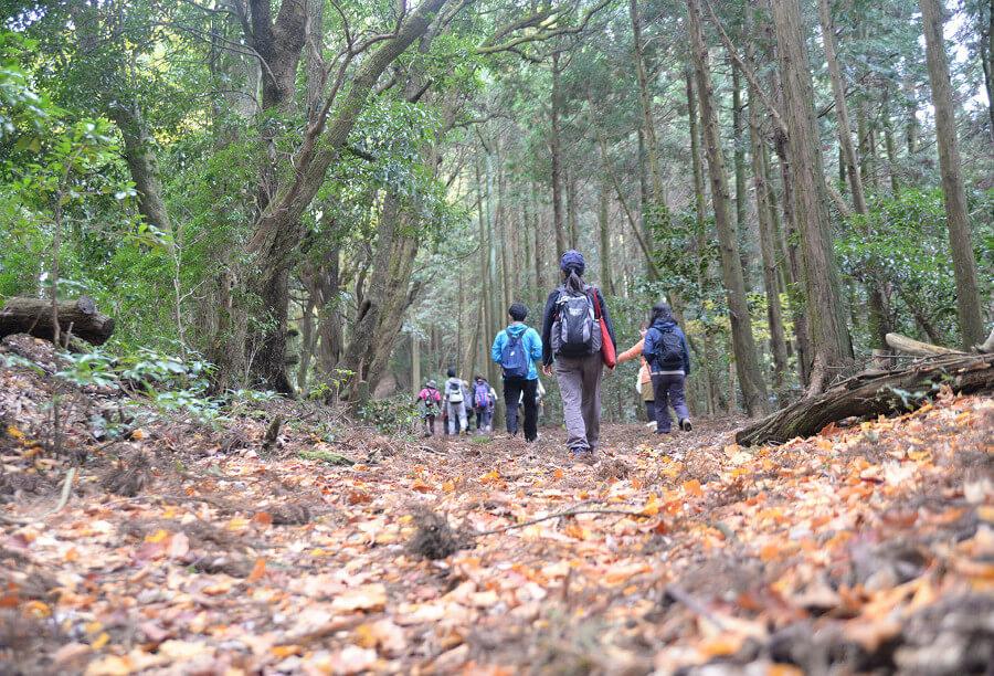 森の力で心と身体を健康にしてくれる森林セラピー