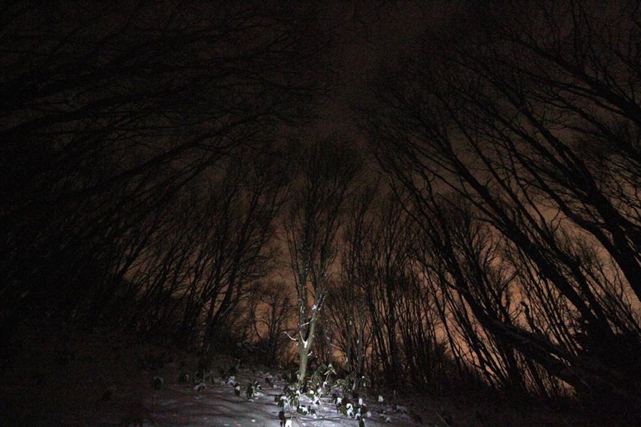 ヘッドライトを頼りに、旭山の森を進みます。空をわずかに照らすのは都心部のあかり。