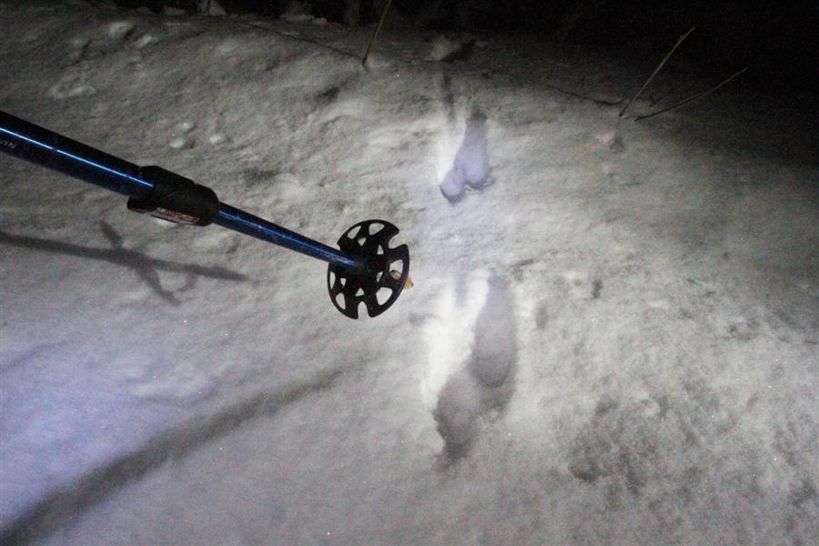 ガイドさんがひとつずつ、雪上の痕跡から動物たちの夜をひも解いてくれます。こちらはエゾテンが歩いた跡。自然の達人と一緒に歩くことで見える、新しい世界がありました。