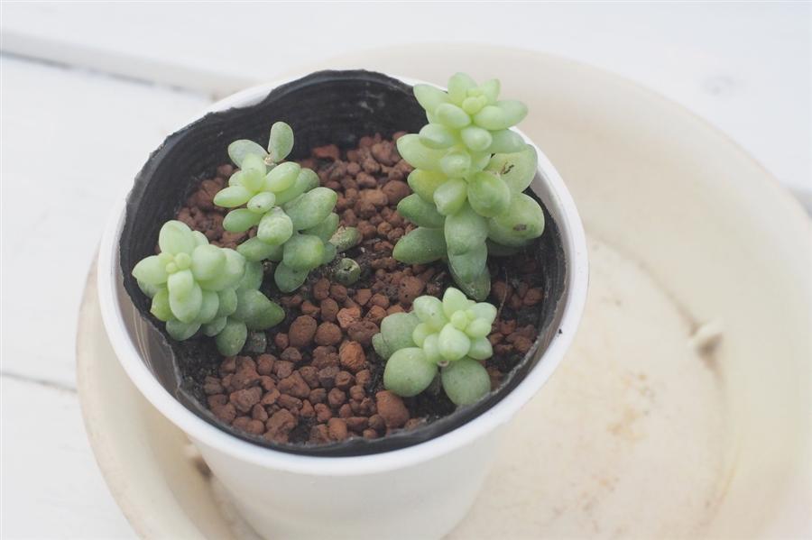 函館市熱帯植物園