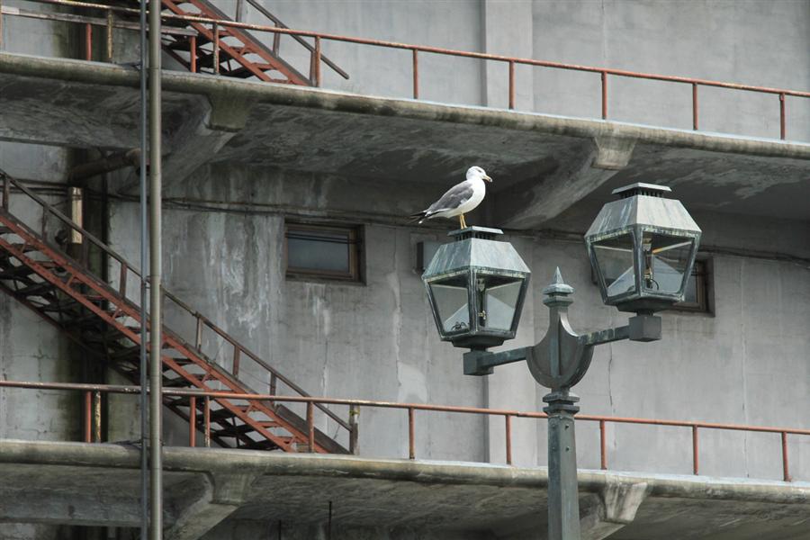 小樽運河・ふれあいの散歩道を北へ向かう