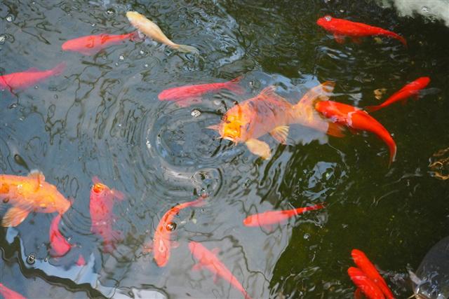 函館市熱帯植物園セキセイインコ