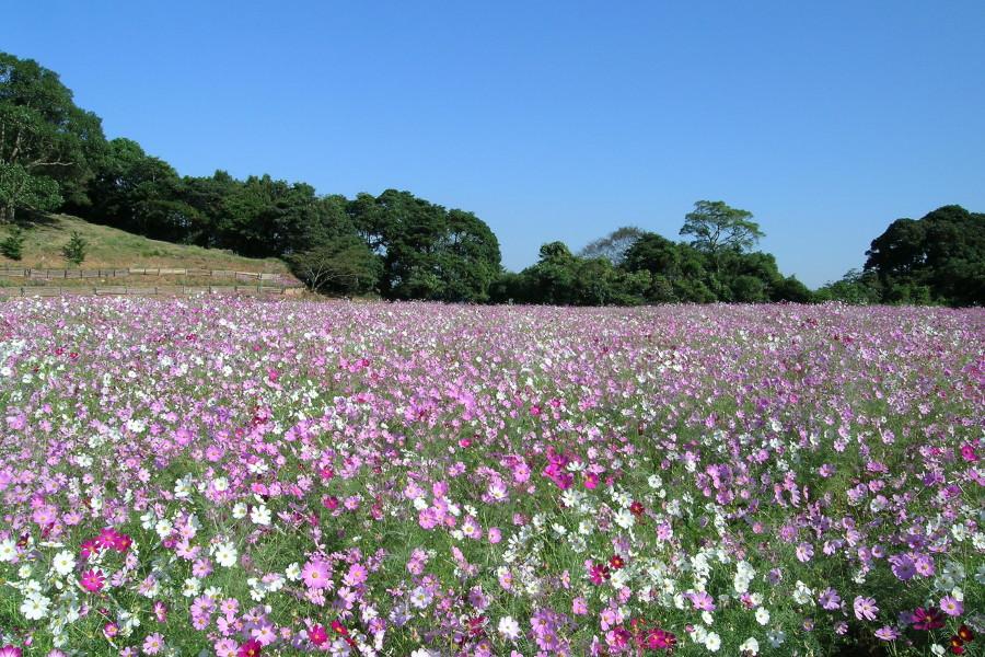 春は菜の花の鮮やかなイエローが一面に