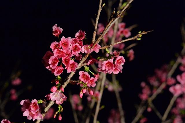 やえせ桜まつり