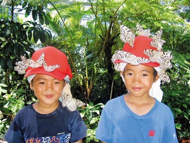 琉宮城蝶々園。本土では見られないオオゴマダラと遊ぶ