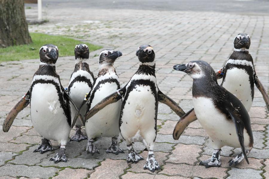 フンボルトペンギンやカピバラ、うさぎやフラミンゴ等沢山の動物もいますよ