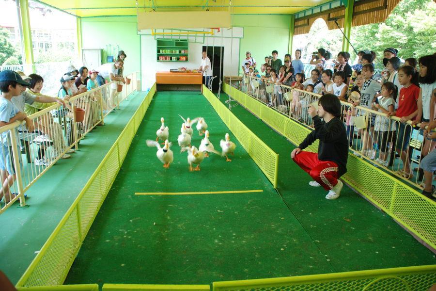 名物のアヒルの競争。どのアヒルが一番になるか当てるのは難しいですよ