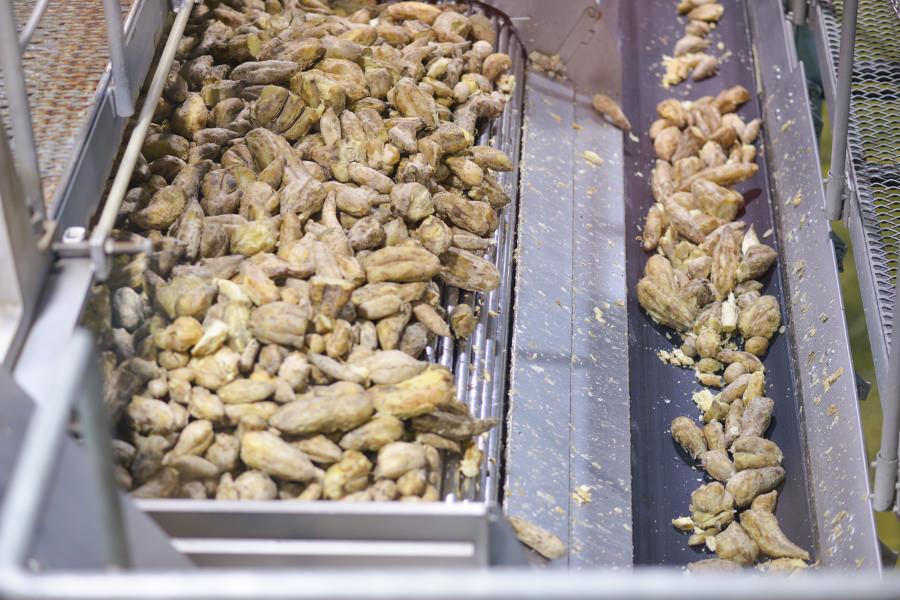 芋焼酎造りに欠かせないサツマイモ「黄金千貫（こがねせんがん）」。全ての工場合わせると一日あたり約340トンのサツマイモを使用しています。毎年8月011月には、人の手による芋の選別風景を覗くこともできます