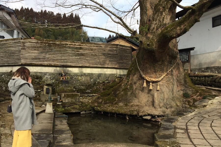 樹齢千年の大けやきの周りを清らかな湧水が囲む泉は、まさに「水のパワースポット」。ここに祭られる水神さまにお参りを