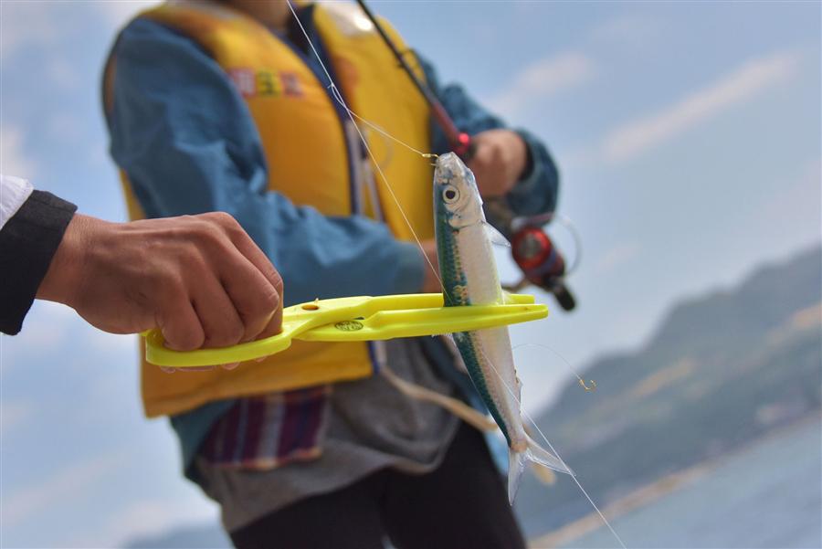 「ヤマトミジュン」という、小ぶりで美しいブルーが印象的な魚