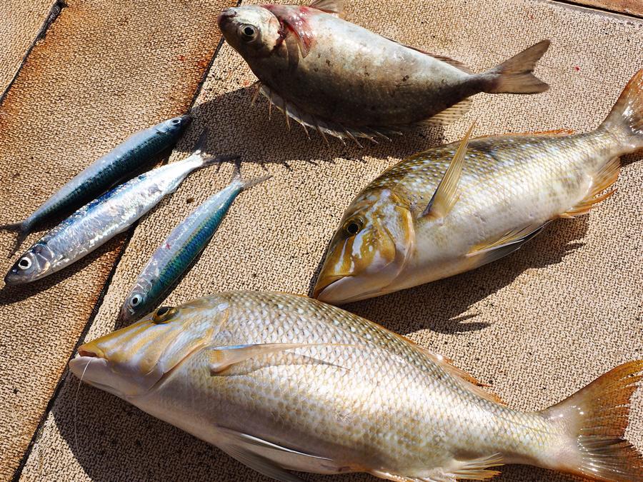 大漁のお魚をゲット