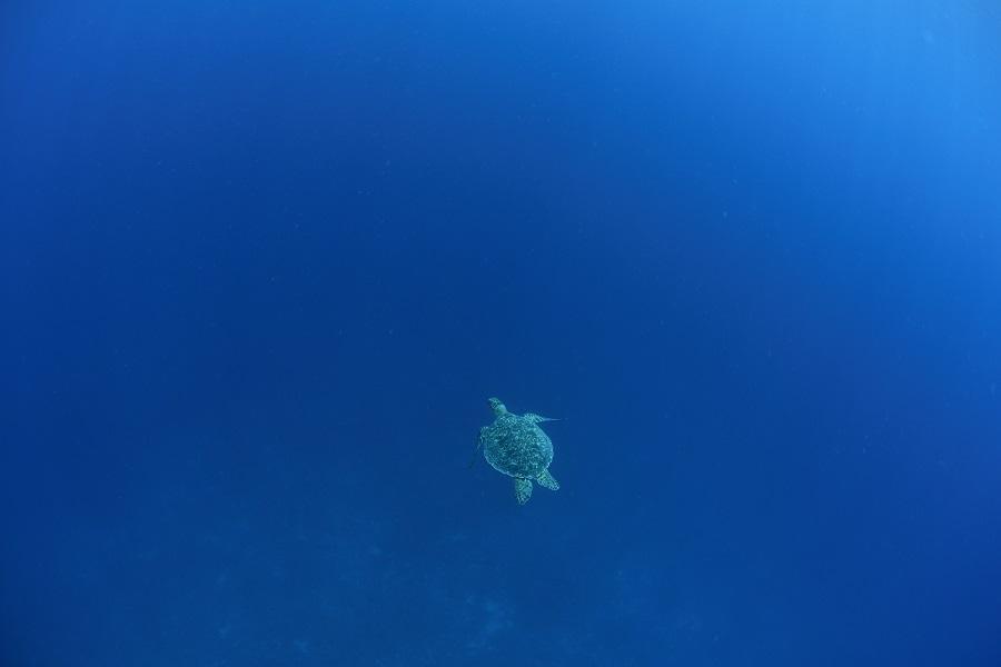ウミガメを発見